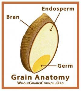 grain anatomy